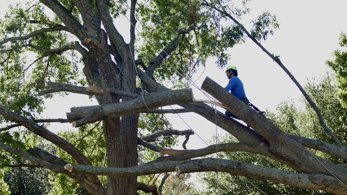 Professional Crown Thinning performed by certified arborists in Pine Ridge